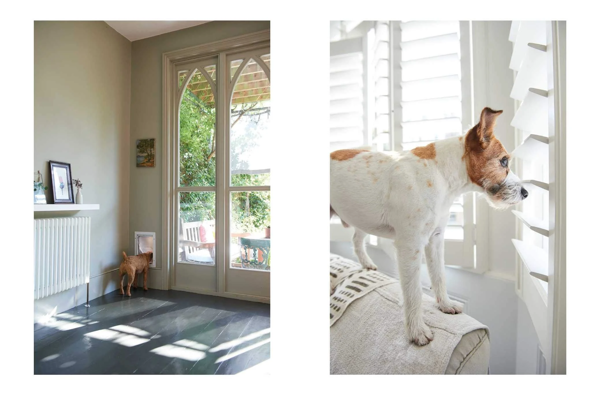 Book - Cool Dogs Cool Home - Image 4