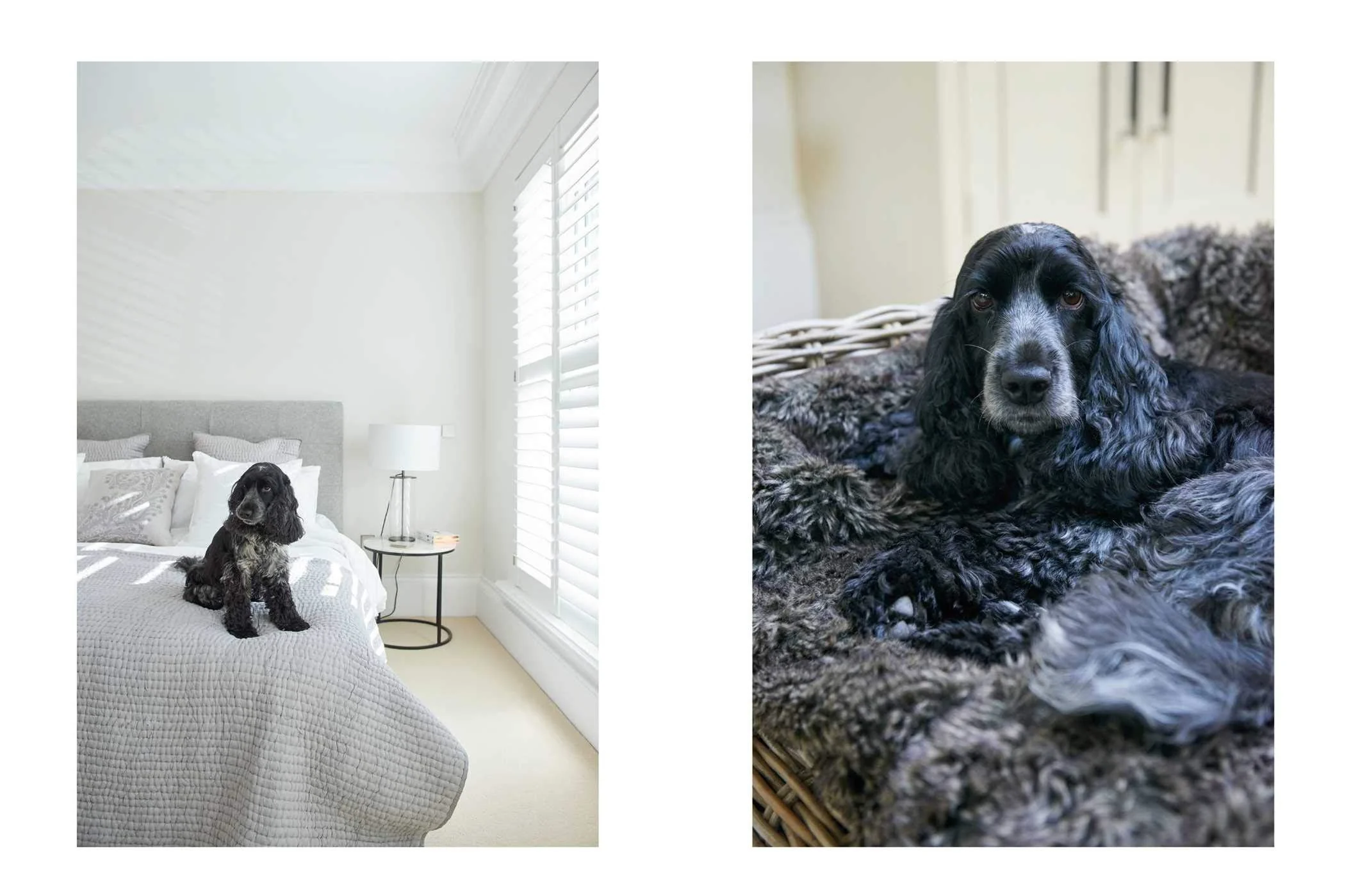 Book - Cool Dogs Cool Home - Image 5