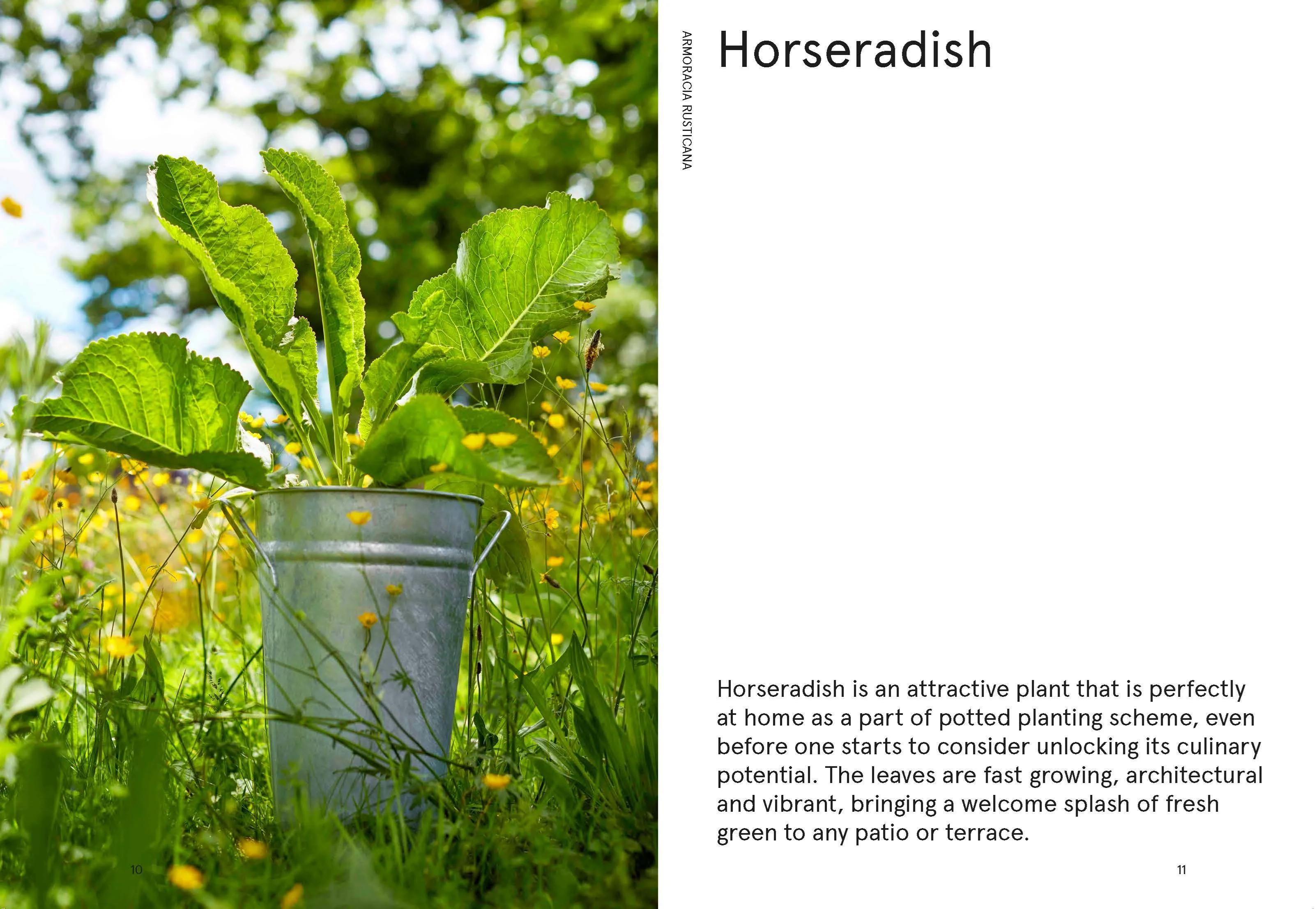 Book - Flowerpot Forager - Image 3