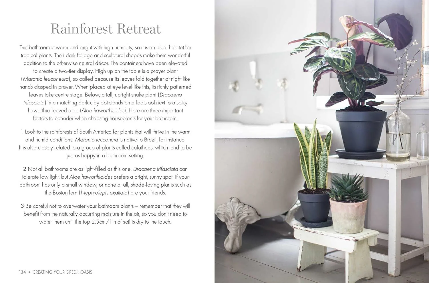 Book - Happy Houseplants - Image 3