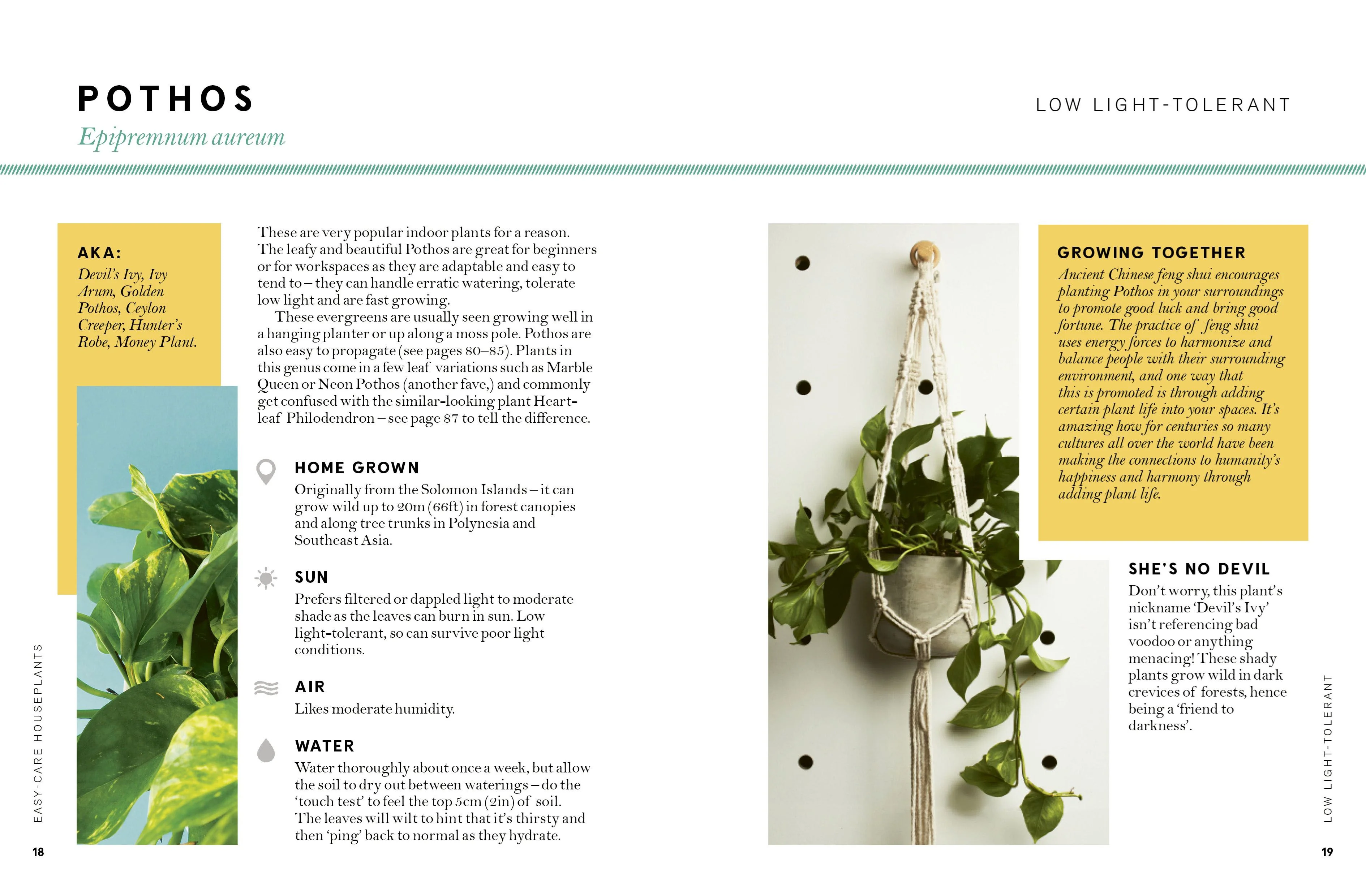 Book - Hi Cacti: Growing Houseplants And Happiness - Image 2