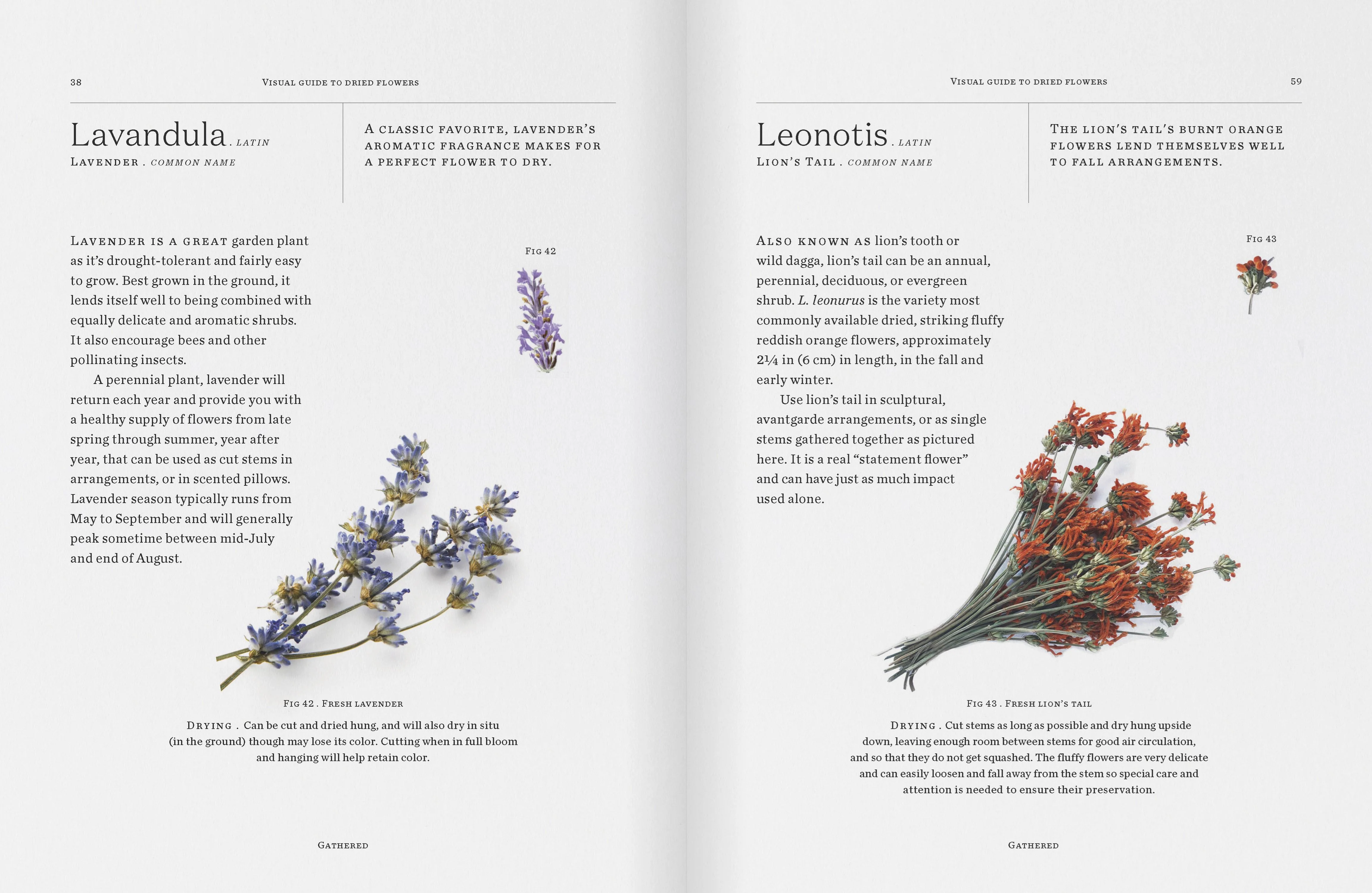 Book - Modern Dried Flowers - Image 2