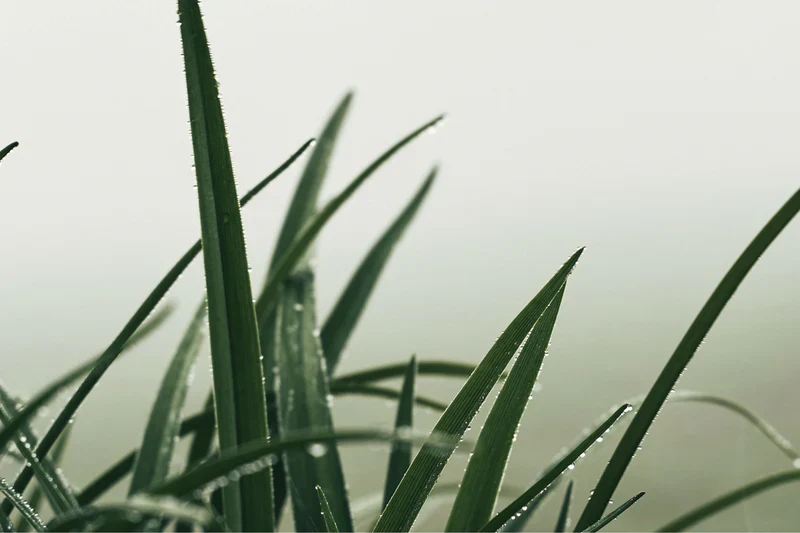 Incense Cones - Folk - Rain - Image 5