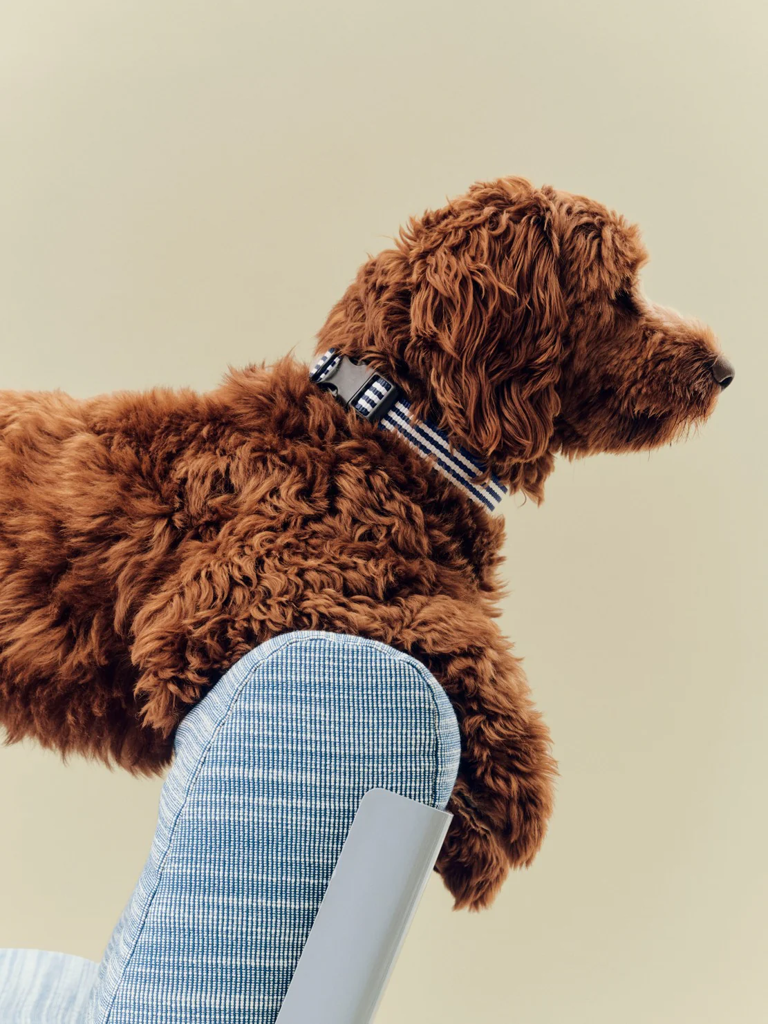 Dog Collar - Flat - Blue/White Stripe - Image 6