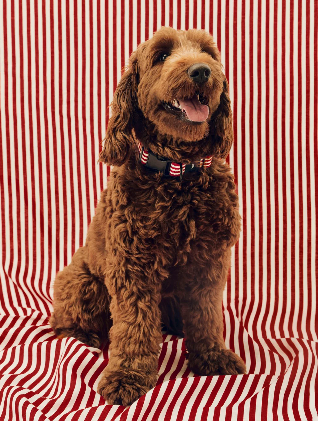 Dog Collar - Flat - Red/White Stripe - Image 5