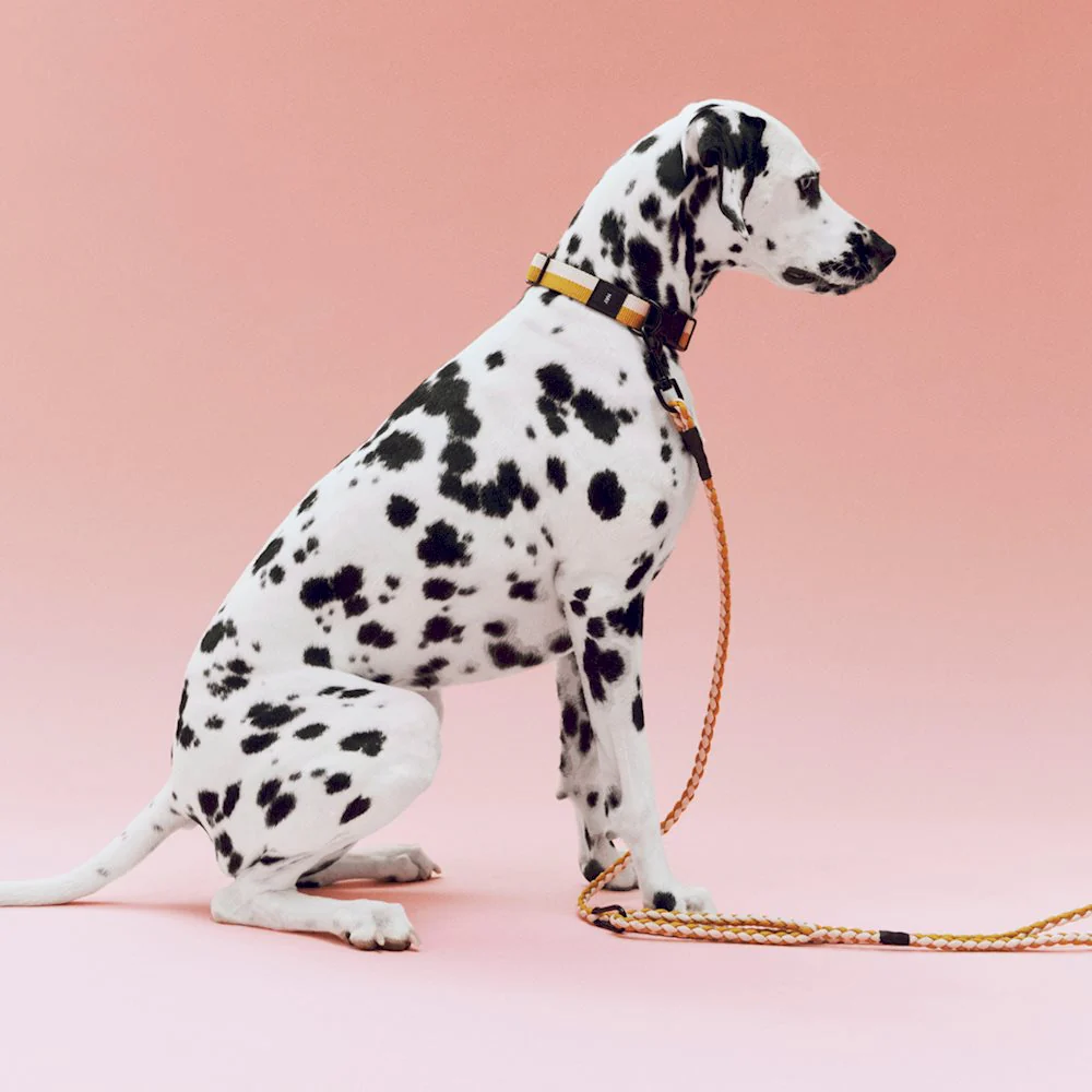Dog Leash - Braided - Adjustable - Off-white/Ochre - Image 3