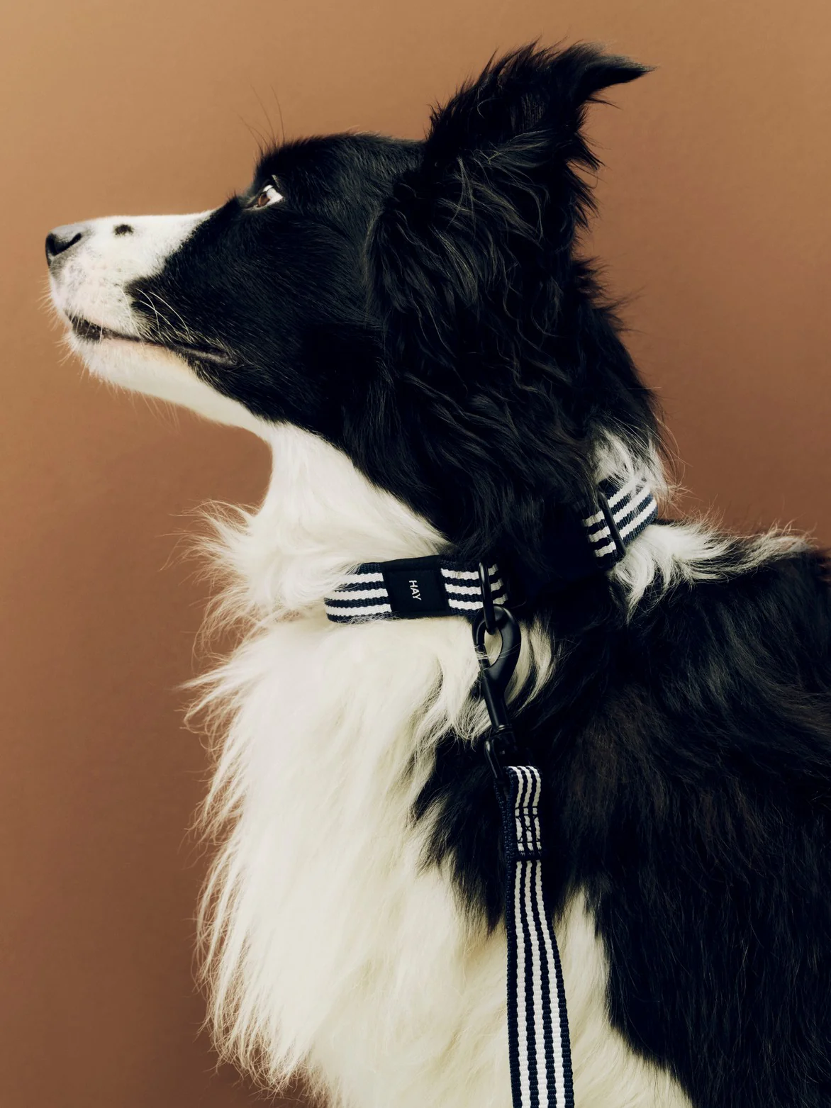 Dog Leash - Flat - Blue/White Stripe - Image 2