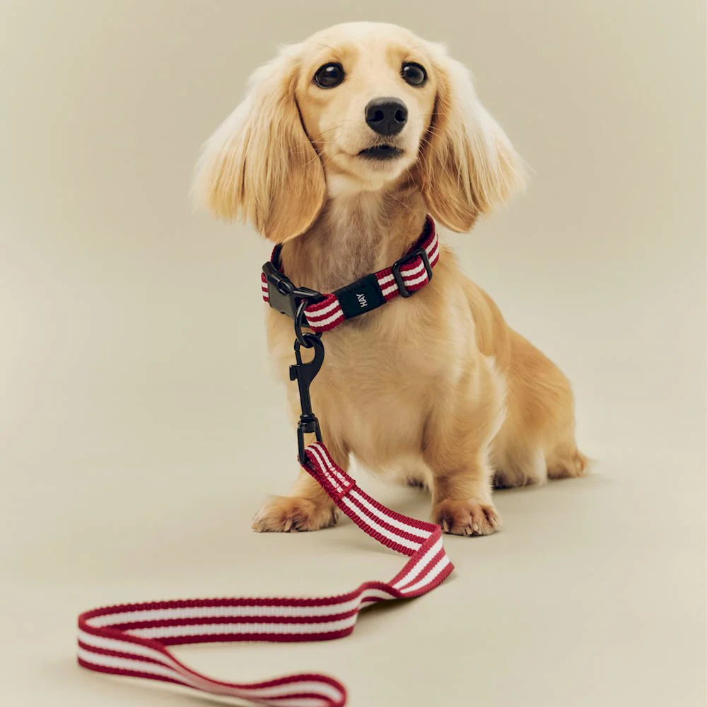 Dog Leash - Flat - Red/White Stripe - Image 2