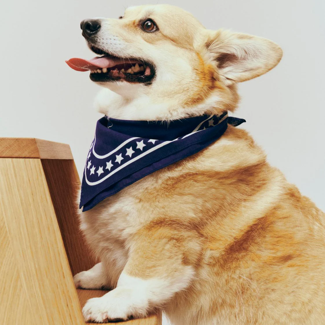 Dog Scarf - Recycled - Dark Blue - Image 2