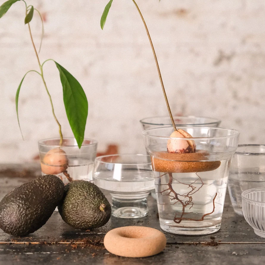Avocado Float - Image 2
