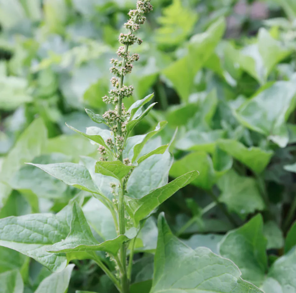 Seed Collection - Forgaging Wild Herbs - Image 3