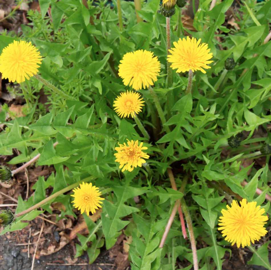 Seed Collection - Forgaging Wild Herbs - Image 4