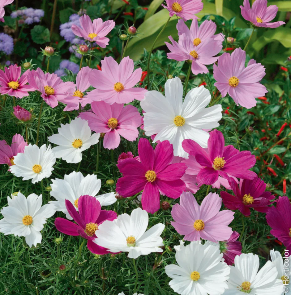 Seed Collection - Old Meadow Flowers - Image 3