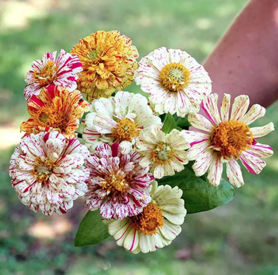 Seed Collection - Old Meadow Flowers - Image 4