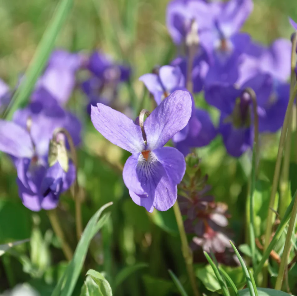 Seed Collection - Plants Of Love - Image 2