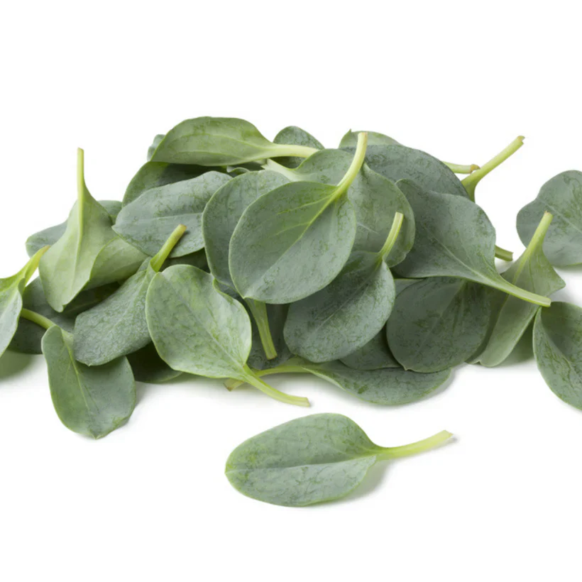 Seed Collection - Specialty Leaves - Image 5