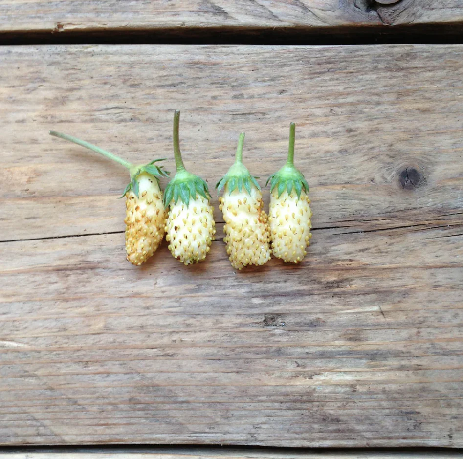 Seed Packets - Alpine Strawberry - White Soul - Image 2