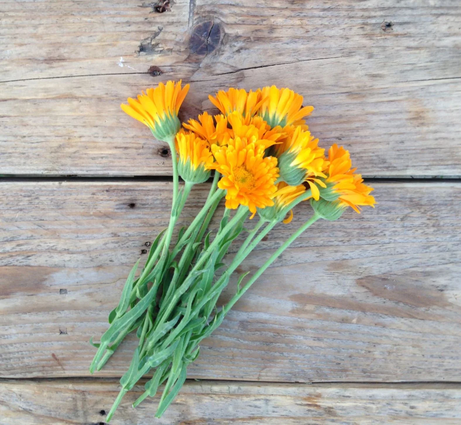 Seed Packets - Calendula - Erfurter Orangefarbige - Image 2