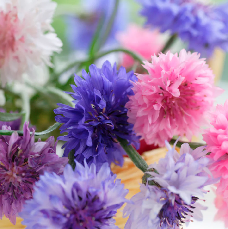 Seed Packets - Cornflower - Polka Dot Mix - Image 2