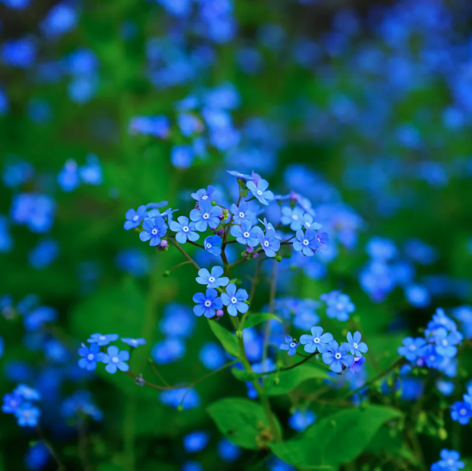 Seed Packets - Forget Me Not - Blue Ball - Image 2