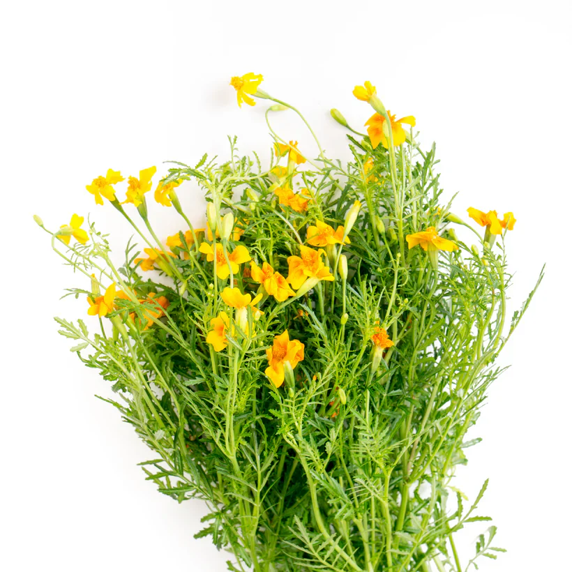 Seed Packets - Marigold - Starfire Mix - Image 3