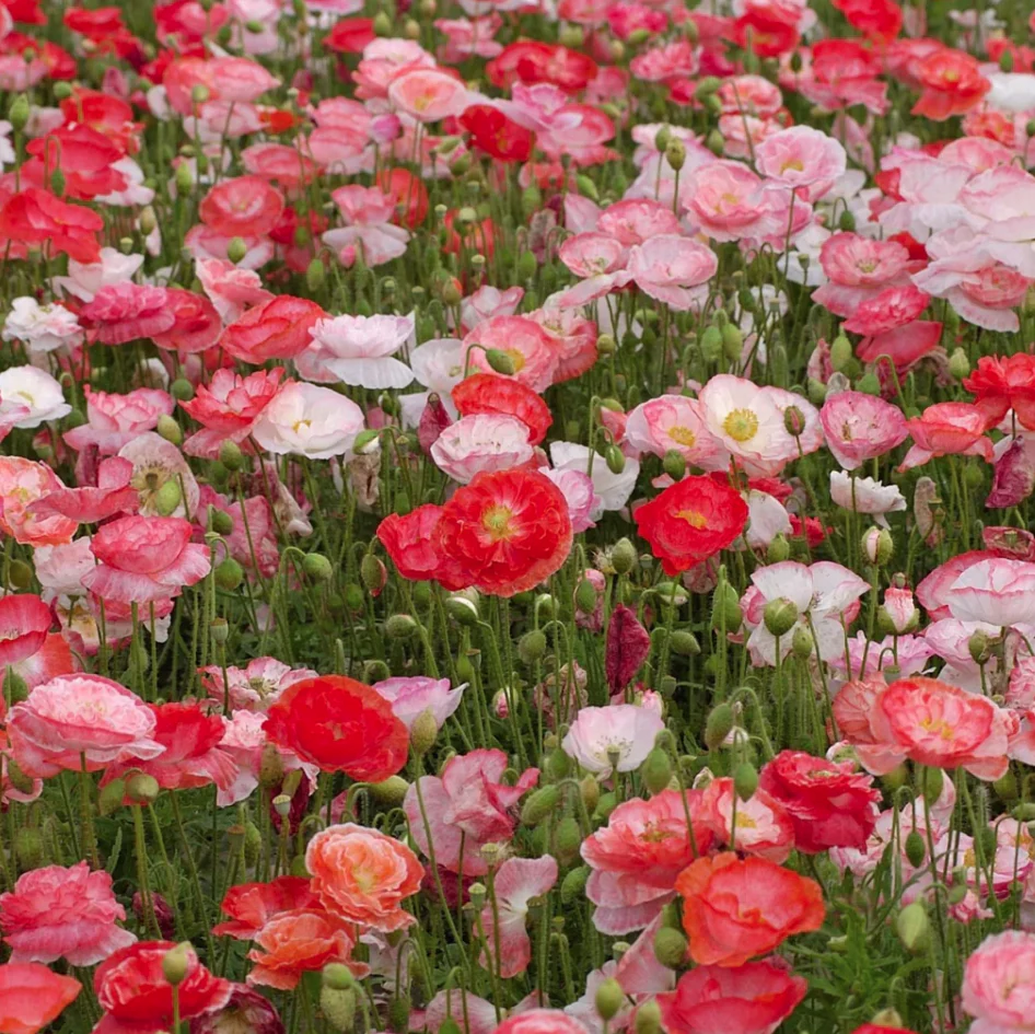 Seed Packets - Poppy - Falling In Love - Image 2