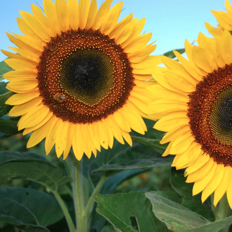 Seed Packets - Sunflower - Taiyo - Image 2