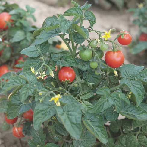 Seed Packets - Tiny Tim Tomato - Image 2