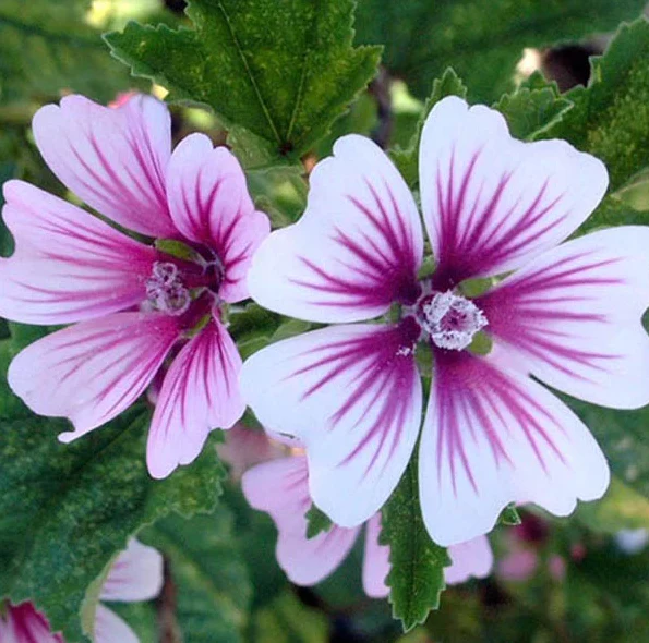Seed Packets - Zebrina Mallow - Image 2