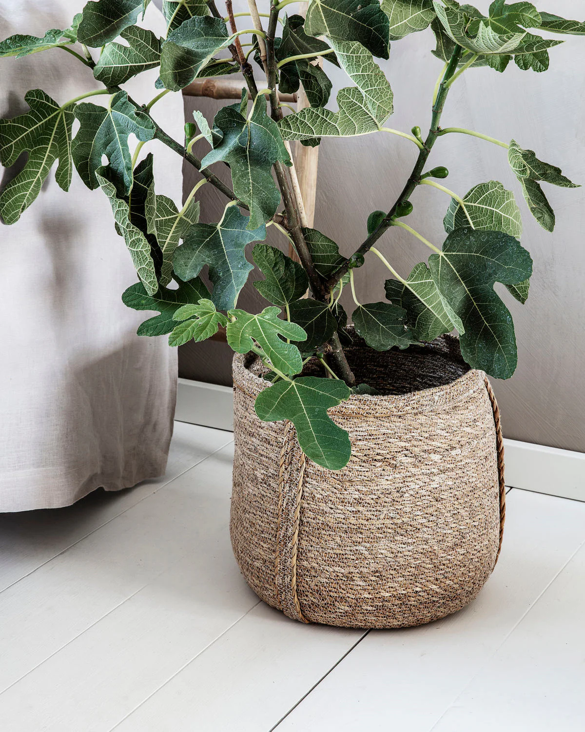 Basket - Plant - Nature - Image 3